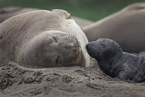 Northern Elephant Seal Beach Print