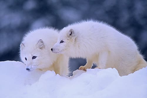 Arctic foxes Art Print