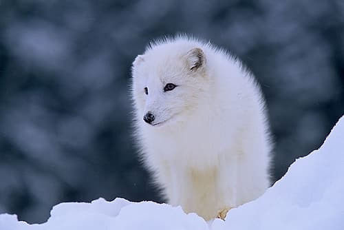 Arctic fox Art Print