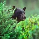 Black bear Art Print