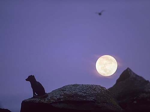 Arctic fox and moon Art Print