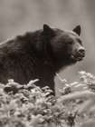 Black bear Sepia Art Print