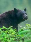 Black bear Art Print