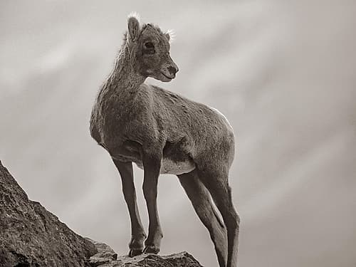 Rocky Mountain bighorn lamb Sepia Art Print