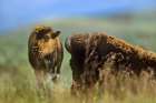 Bison calf with mother Art Print