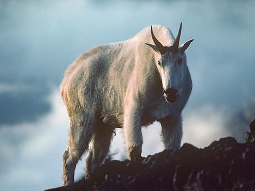 Mountain Goat Mountain Print