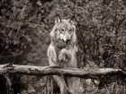 Gray wolf Sepia Art Print