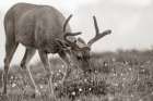 Mule eating lupines Sepia Art Print