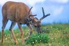 Mule eating lupines Art Print