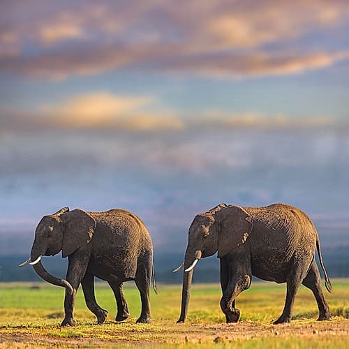 African elephants-Amboseli National Park-Kenya Art Print