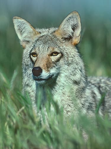 Coyote Grass Animaux reproduction