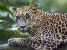 Leopard Art Print
