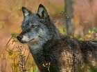 Gray wolf Art Print