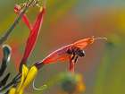 Honey Bee in chuparosa Art Print