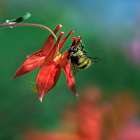 Bee on wild columbine-Mount Rainier-Washington Art Print