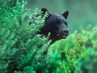 Black bear in underbrush Art Print