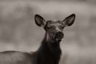 Female elk-Colorado Sepia Art Print