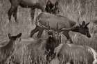 Bull elk bugling with harem-Colorado Sepia Art Print