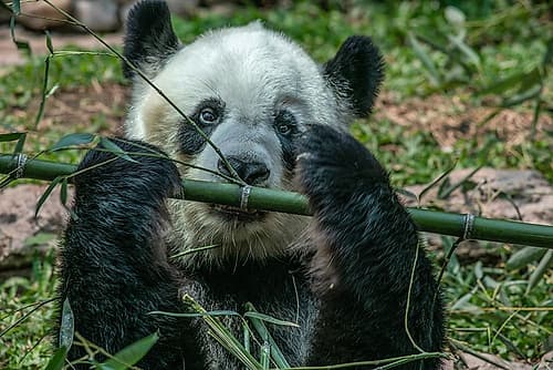 Panda eating bamboo Art Print