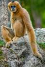 Black-crested Gibbon Art Print
