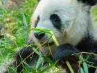 Panda eating bamboo Art Print