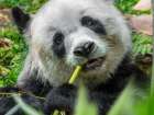 Panda eating bamboo Art Print