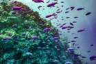 Coral reef fish-Philippines Art Print