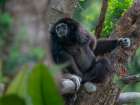Black-crested Gibbon Art Print