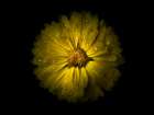 Backyard Flowers Yellow 10 Art Print