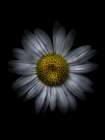 Backyard Flowers White 13 Art Print