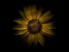 Backyard Flowers Yellow 18 Art Print