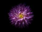 Backyard Flowers Purple 20 Art Print