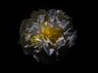 Backyard Flowers White 25 Art Print