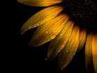 Backyard Flowers Yellow 28 Art Print