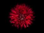 Backyard Flowers Red 45 Art Print