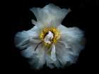 Backyard Flowers White 49 Art Print