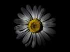 Backyard Flowers White 52 Art Print