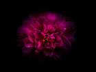Backyard Flowers Purple 55 Art Print