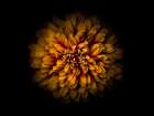 Backyard Flowers Gold 68 Art Print