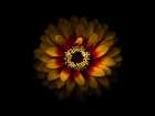 Backyard Flowers Gold 69 Art Print