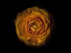Backyard Flowers Gold 73 Art Print