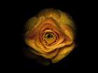 Backyard Flowers Gold 74 Art Print