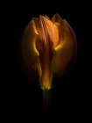Backyard Flowers Gold 75 Art Print