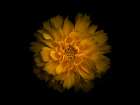 Backyard Flowers Gold 79 Art Print