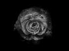 Backyard Flowers Black and White 64 Art Print