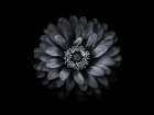 Backyard Flowers Black and White 69 Art Print