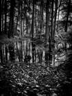 Gullwing Lake No 5 Art Print
