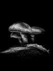 Toadstools on a Toronto Trail No 3 Art Print
