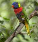 Rainbow Lory or Green Naped Lory Art Print