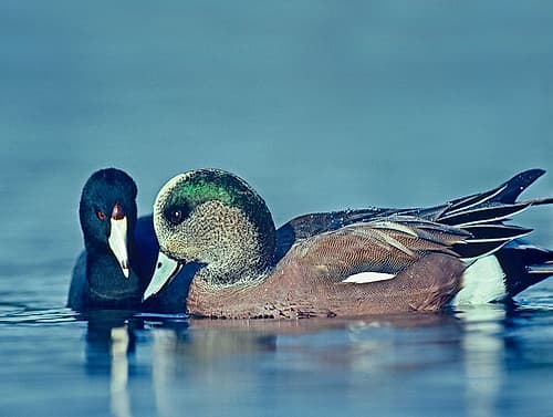 Coot Hoping to Share Food with American Widgeon Drake Art Print